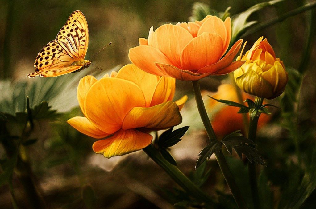 Blühpatenschaften Schmetterlinge