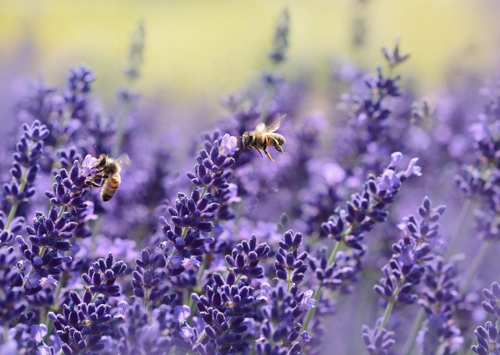 Bienenfreundliche_Kräuter_Lavendel