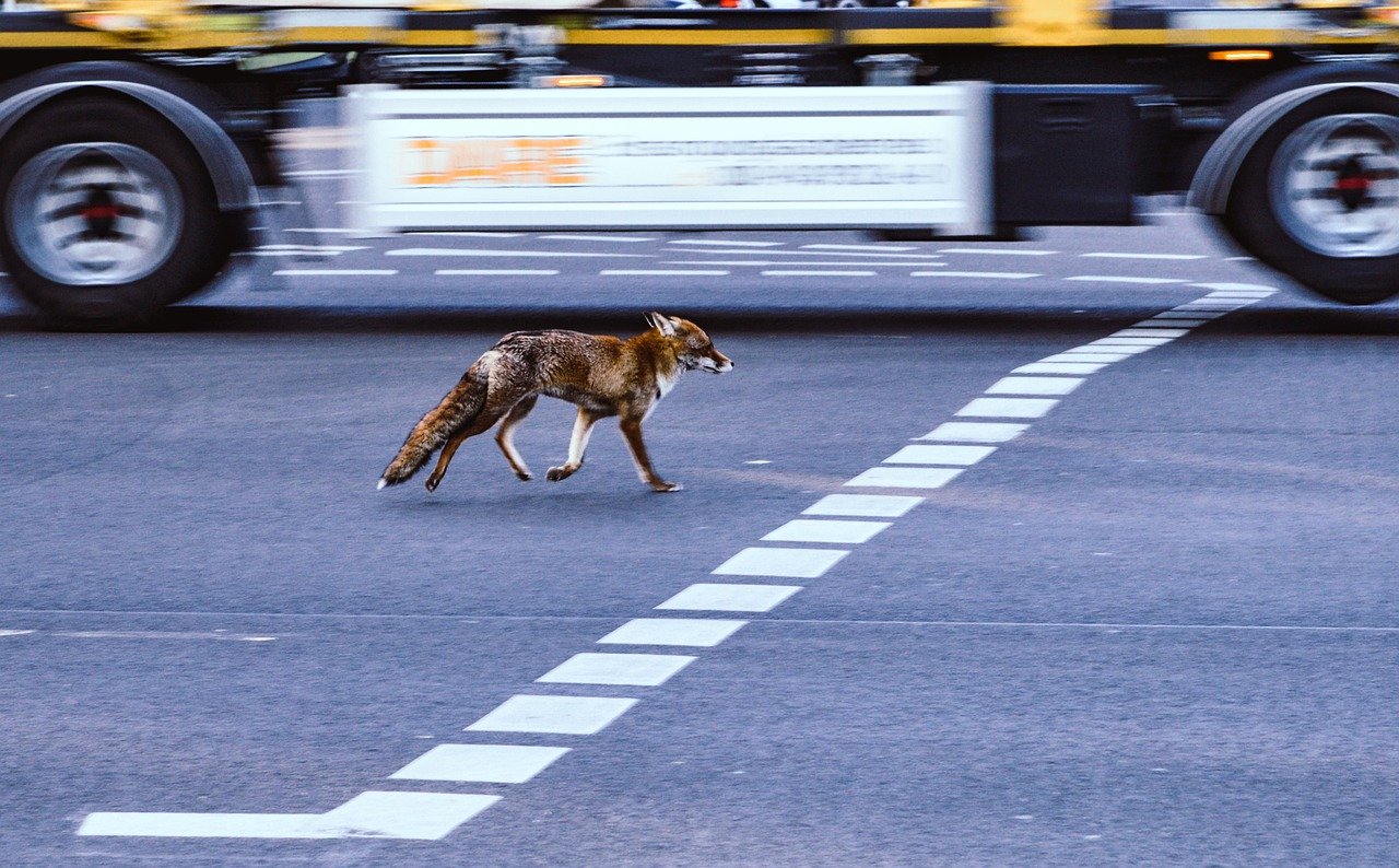 Heimische Wildtiere in Städten: Wissenswertes und Tipps