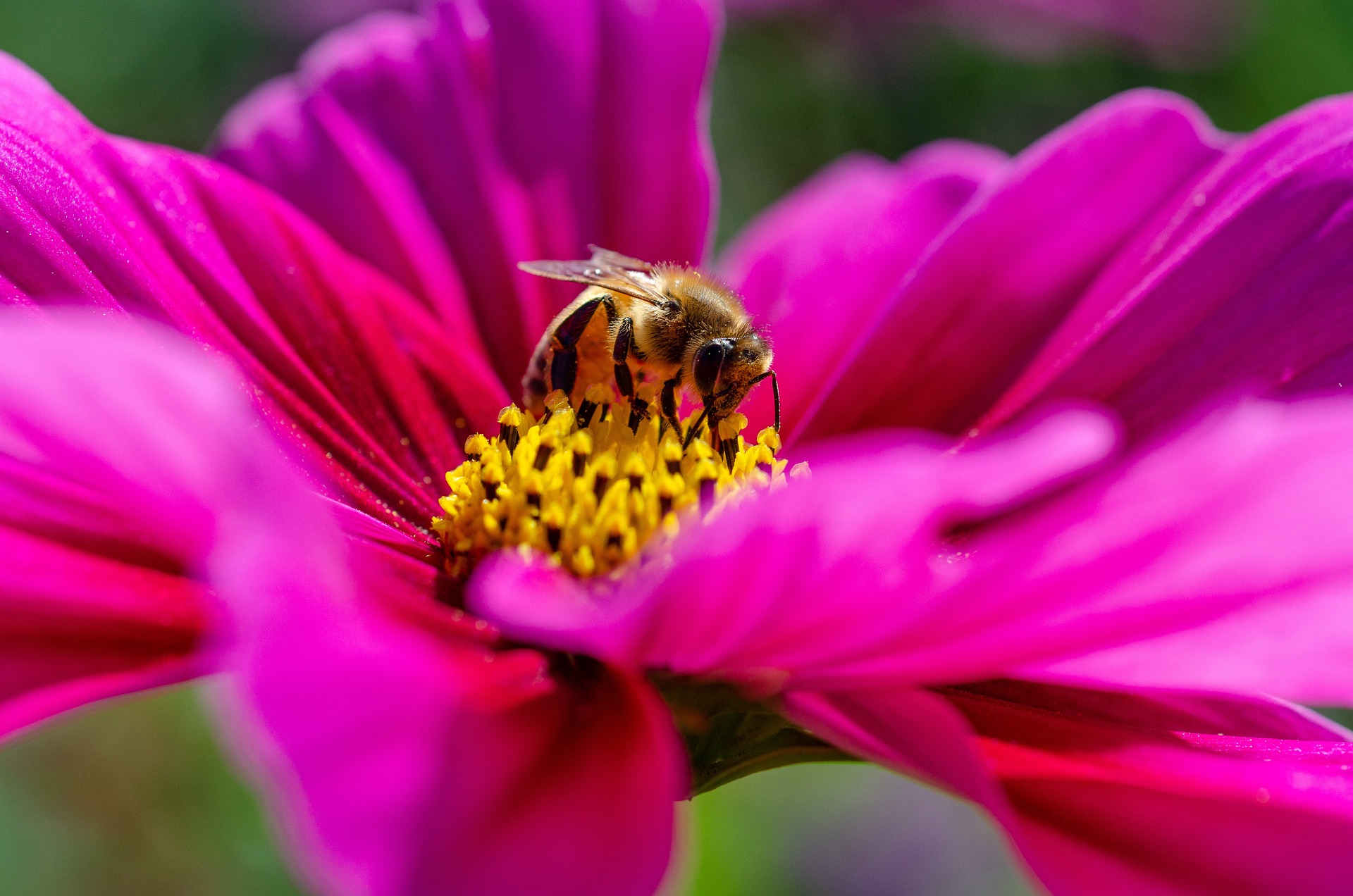 Wissenswertes über Bienen